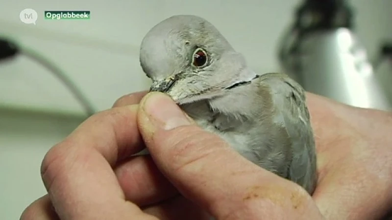 Natuurhulpcentrum overspoeld door duiven met tekenbeten