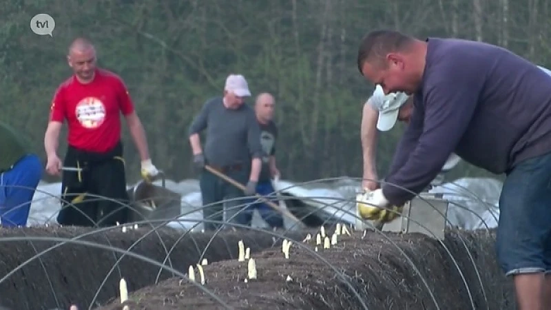 Het aspergeseizoen gaat van start