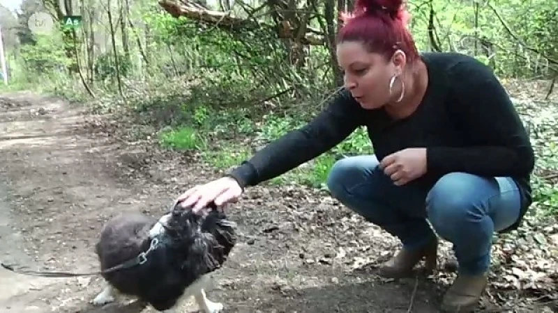 Minstens drie honden op één dag dood door gif in bossen in As