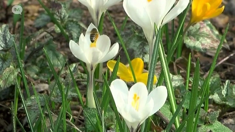Fan van Limburg: 14 april 2017
