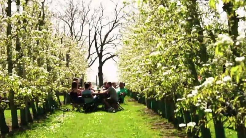 Bloesems, een ware pracht in Haspengouw