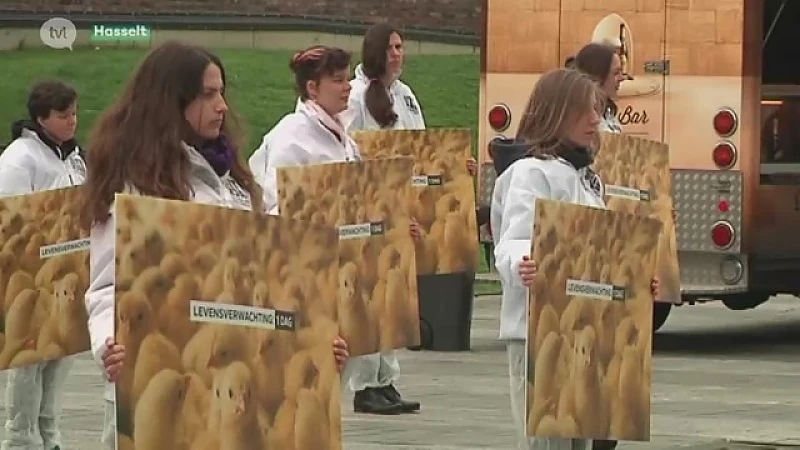 Bite Back voert actie in Hasselt tegen kippenindustrie