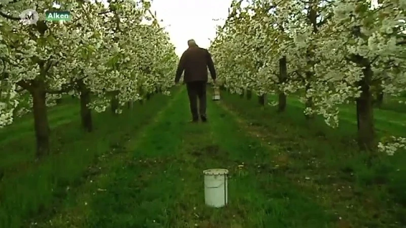Fruitboeren nemen hun voorzorgen tegen nachtvorst