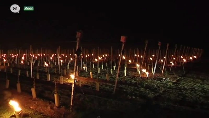 Wijnboeren redden bloesems van vorstschade met nachtelijke vuren