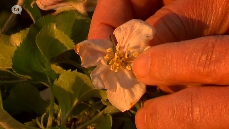 Nachtvorst: een nachtmerrie voor fruittelers
