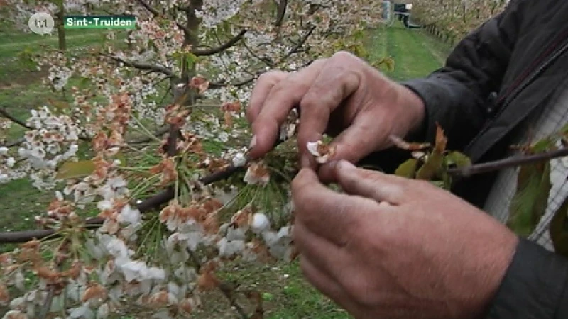 Vorstschade fruitteelt: "Snel uitbetalen om drama's bij fruitbedrijven te voorkomen"