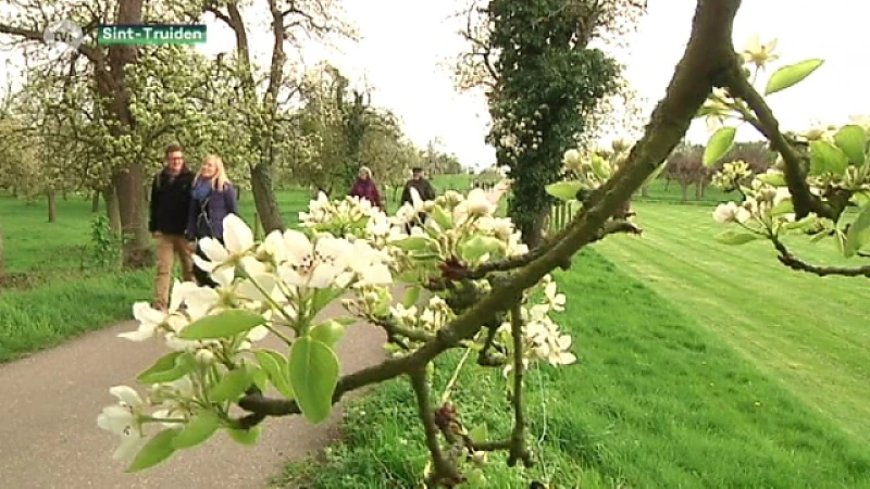 Bloesemseizoen in Sint-Truiden op weg naar recordeditie