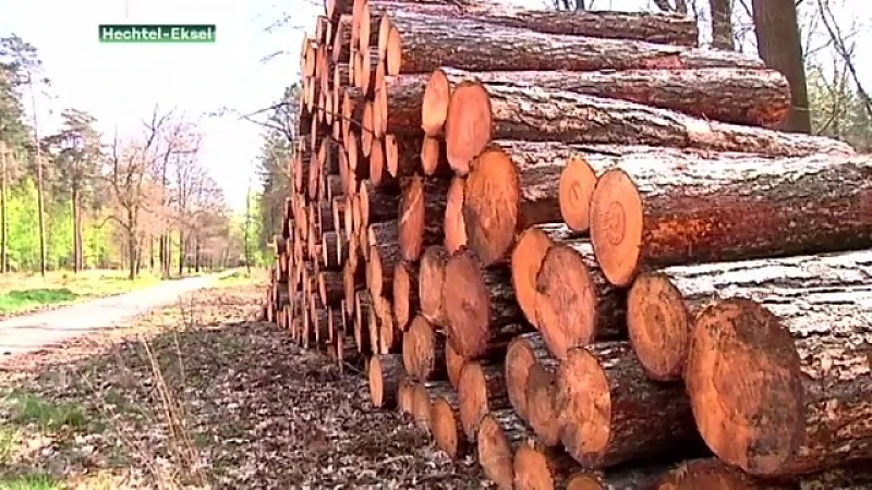 WWF: "Bosland is best beheerde bos van Vlaanderen"