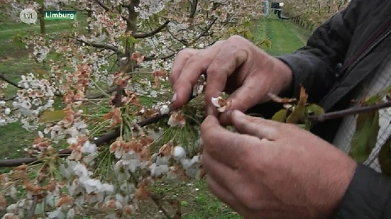 Bourgeois geeft voorrang aan reeds ingediende rampdossiers fruittelers