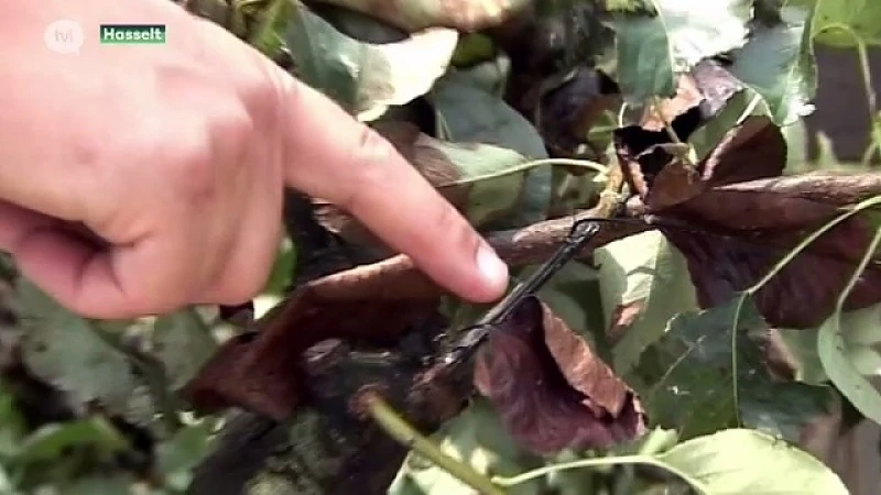 Campagne tegen perenvuur moet fruitsector behoeden voor economische ramp