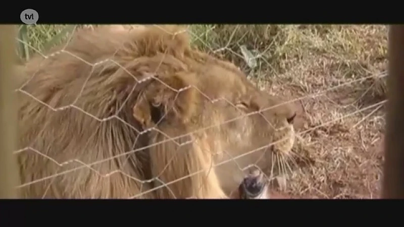 Limburgse Leeuwen als koningen onthaald in Zuid-Afrika