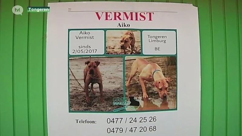 Massale zoektocht naar gevaarlijke hond in Tongeren