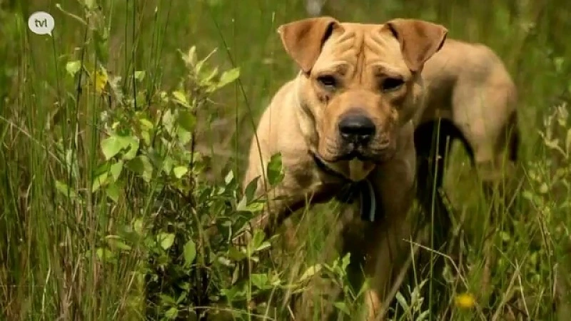 Heel wat tips na repo over verdwenen hond