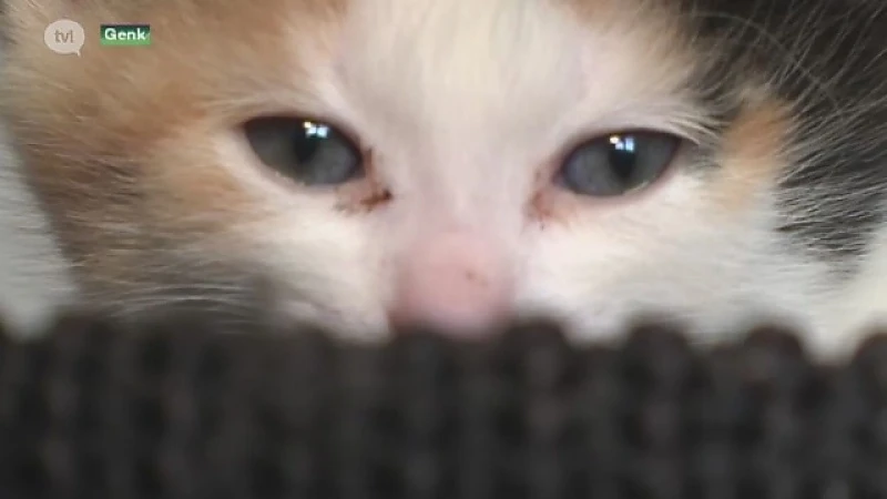 Dierenasiel zoekt pleeggezinnen voor achtergelaten kittens