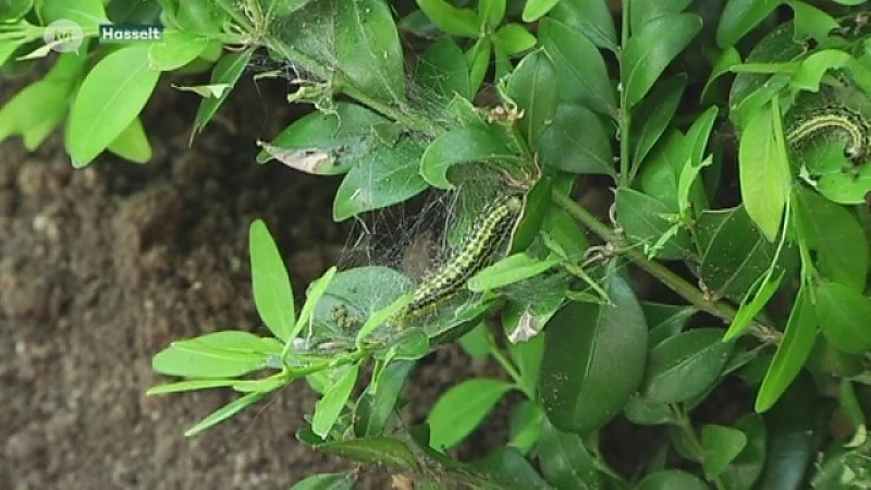 Buxusrupsen vernielen massaal Limburgse tuinen