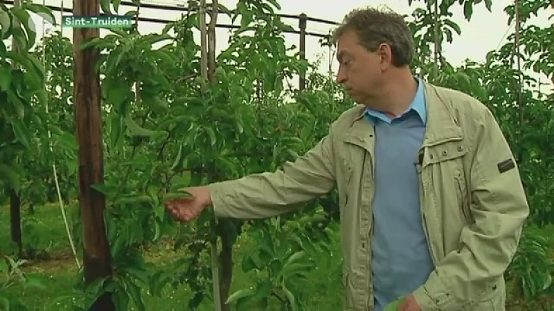 Rampjaar voor de fruitboeren