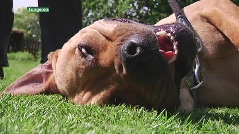 Gevaarlijke hond in Tongeren is terug thuis