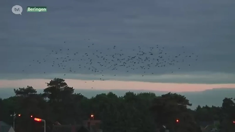 Vogels teisteren buurt in Beringen