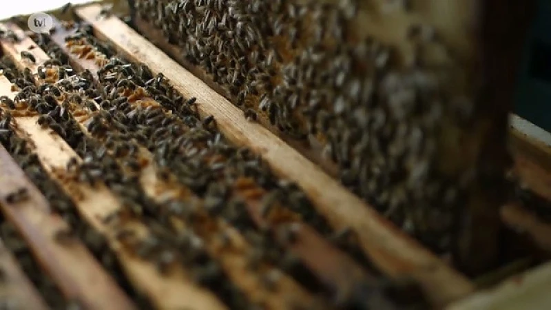 Bijen, bestuivers van de natuur