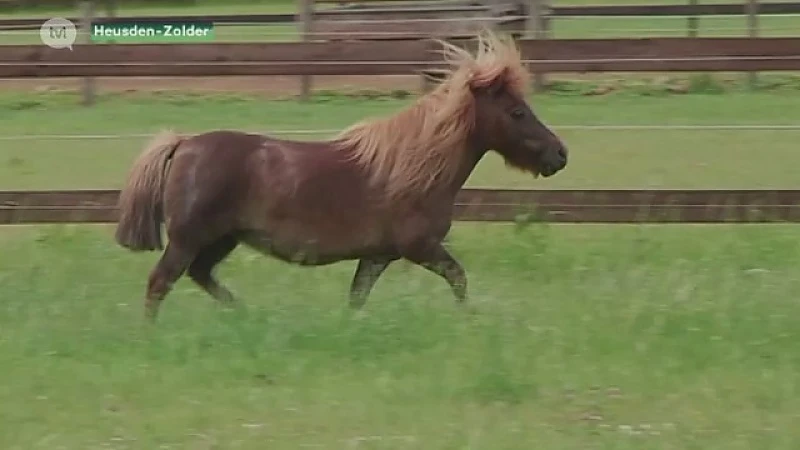 Eigenaar ontsnapte pony''s in Overpelt meldt zich