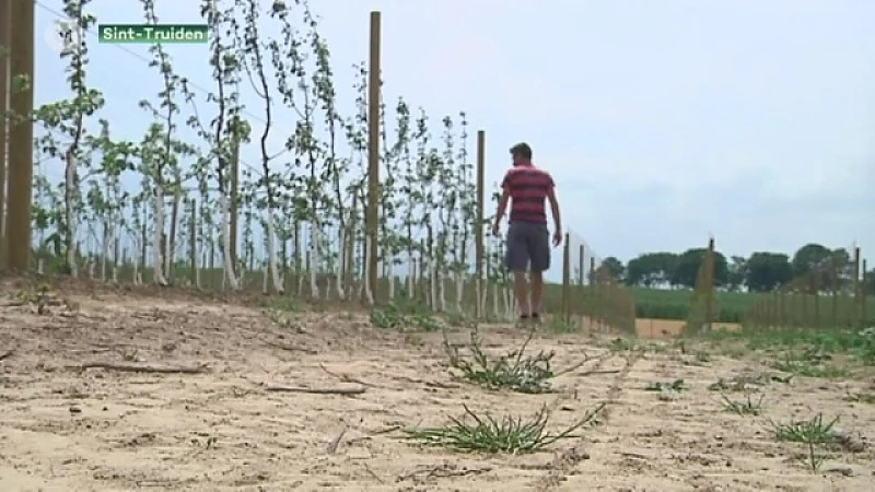 Aanhoudende droogte is een ramp voor jonge fruitbomen
