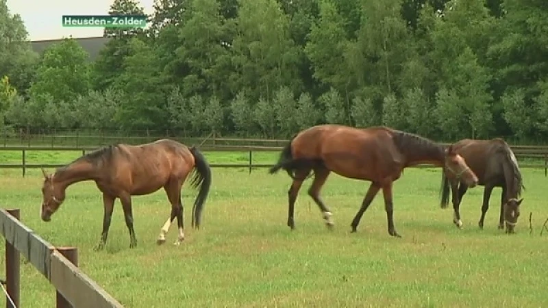 Vogel- en zoogdierenopvangcentrum vangt 12 verwaarloosde paarden op in Lummen