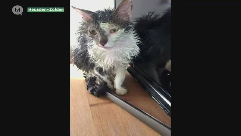 Kattenbeul aan het werk in Heusden-Zolder