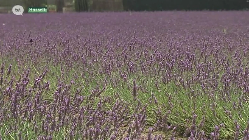 Lavendelvelden brengen Provence naar Limburg