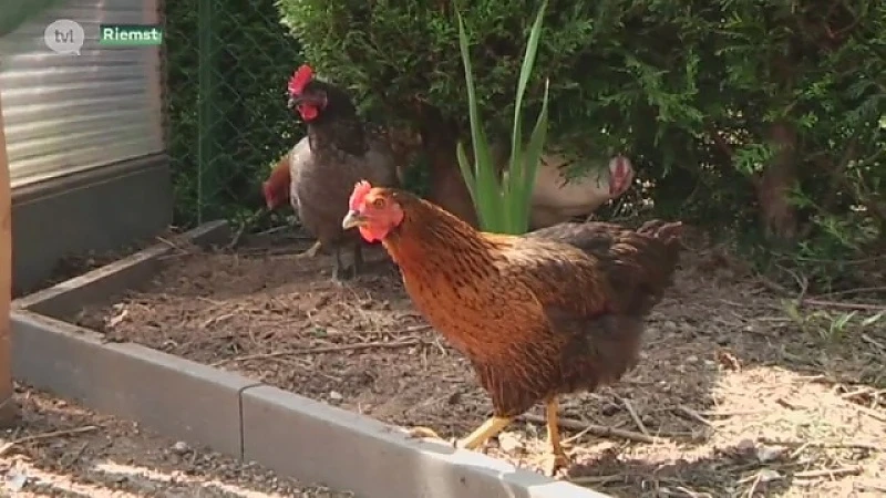 Ophokplicht voor vogelgriep in Riemst
