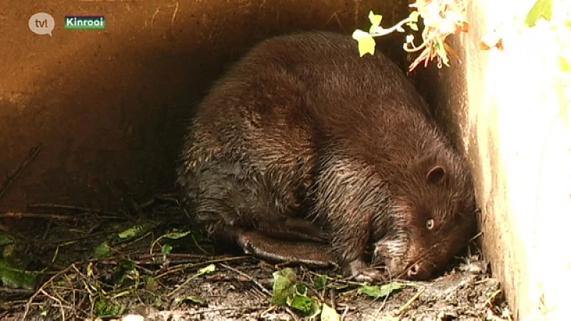 Natuurhulpcentrum redt bever uit zwembad in Kinrooi