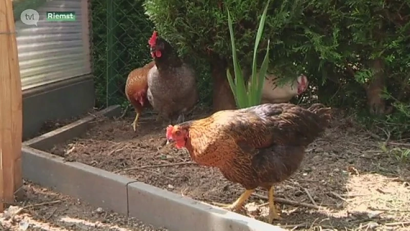 Maatregelen vogelgriep Riemst versoepeld