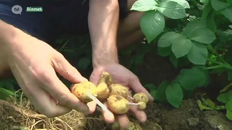 Aardappeloogst voor helft mislukt door droogte