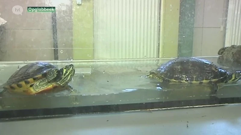 Nieuwe lijst met verboden dieren zorgt voor onvoorziene problemen voor Natuurhulpcentrum