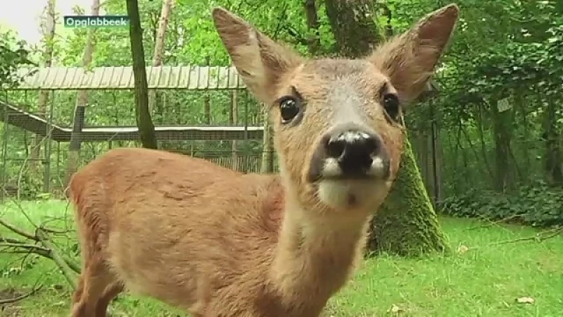 Natuurhulpcentrum in Opglabbeek ligt in jachtgebied: "Dit is valsheid in geschrifte."