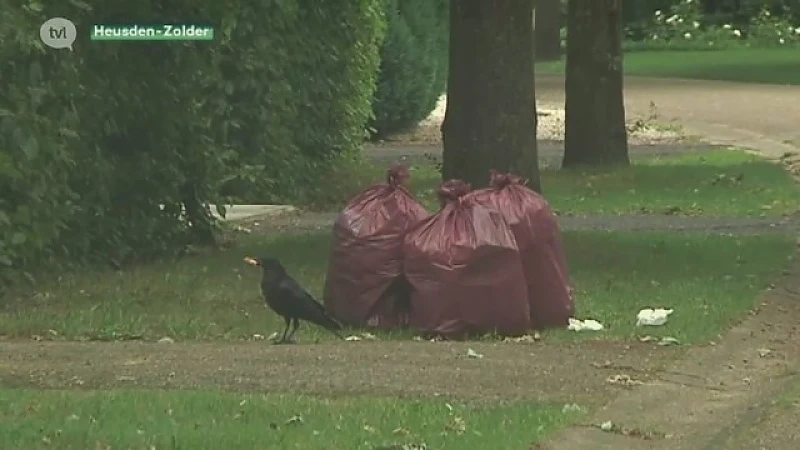 Vogels vernielen wekelijks vuilzakken in Heusden-Zolder