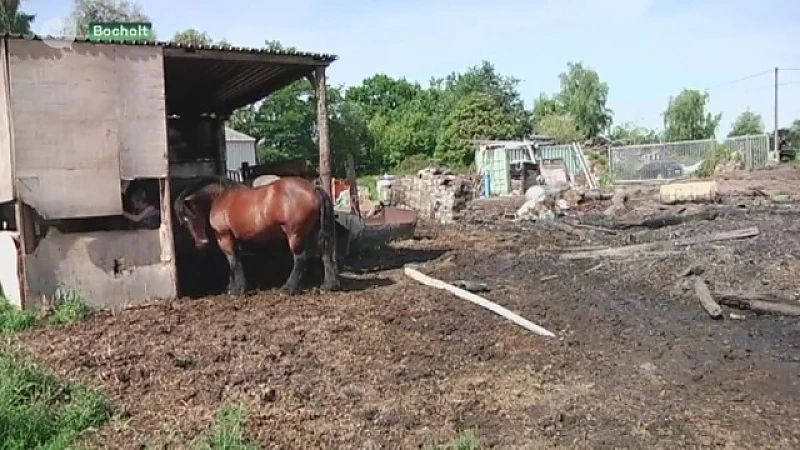 Bocholtenaren doen oproep om hulp voor hun paarden na zware brand
