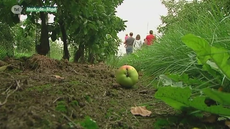 KMI laat zwaarst getroffen fruittelers in de kou staan