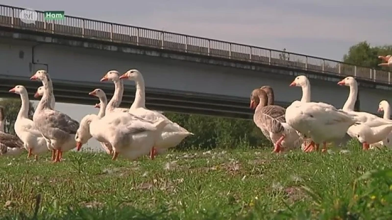 Exhibitionist valt mensen lastig langs kanaal in Ham