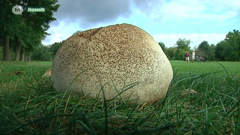 Natte augustusmaand zorgt voor overvloed aan eetbare paddenstoelen