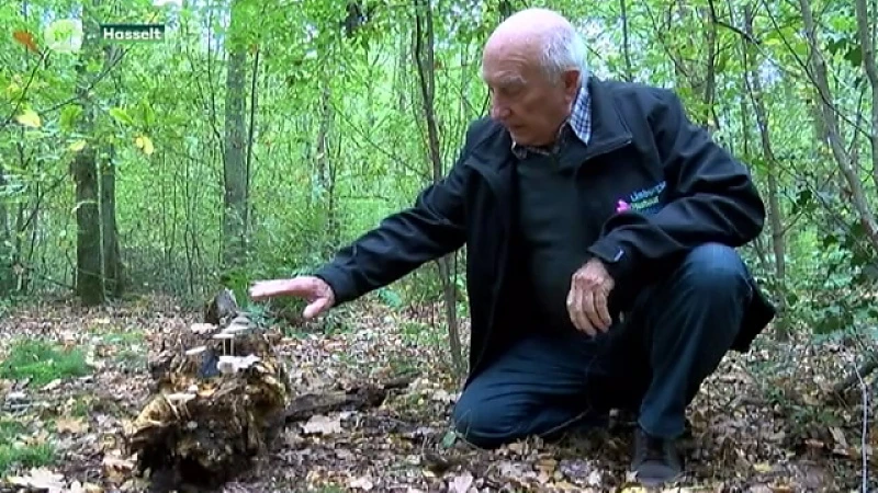 Welke paddenstoelen zijn eetbaar in onze Limburgse bossen?