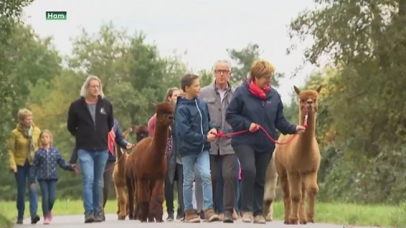 Op wandel met alpaca's in Ham