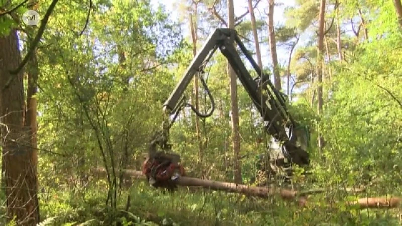 Het belang van bosbeheer