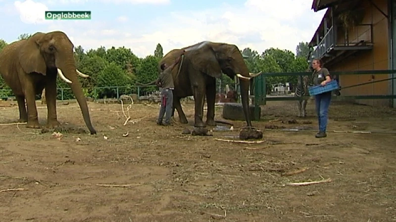 Olmense Zoo moet dicht: wat gebeurt er met de dieren?