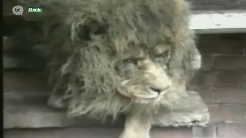 Zoo van Zwartberg moest deuren sluiten na undercover reportage op BBC