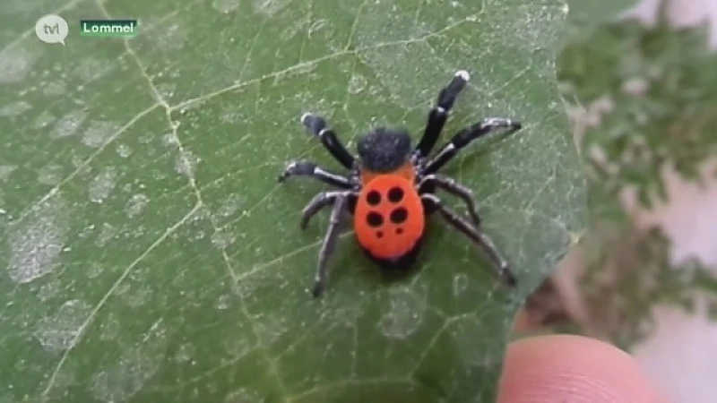 Natuurpunt koopt industriegrond in Kristalpark Lommel om zeldzame spin te beschermen