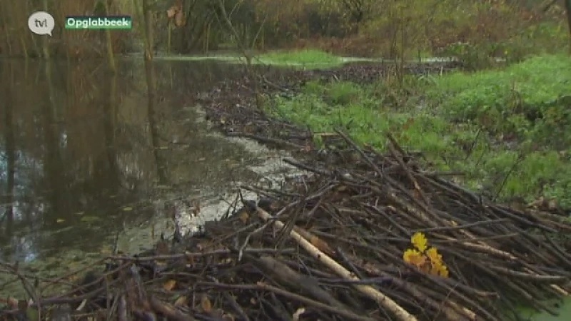 Bevers bouwen grootste dam van Vlaanderen in Opglabbeek