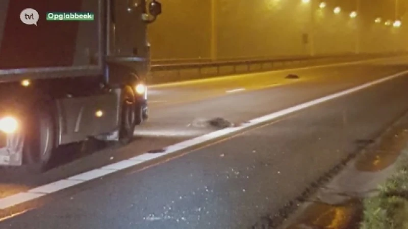 Vrachtwagen rijdt 13 everzwijnen dood op autosnelweg in Genk