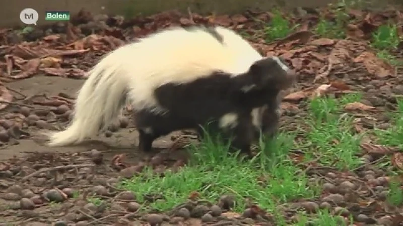 De Olmense Zoo mag weer open