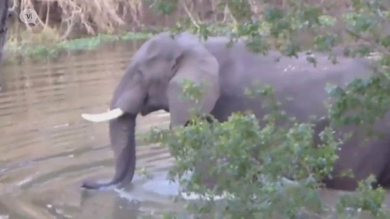 Neerpeltse vrouw vertrappeld door olifant in Zambia
