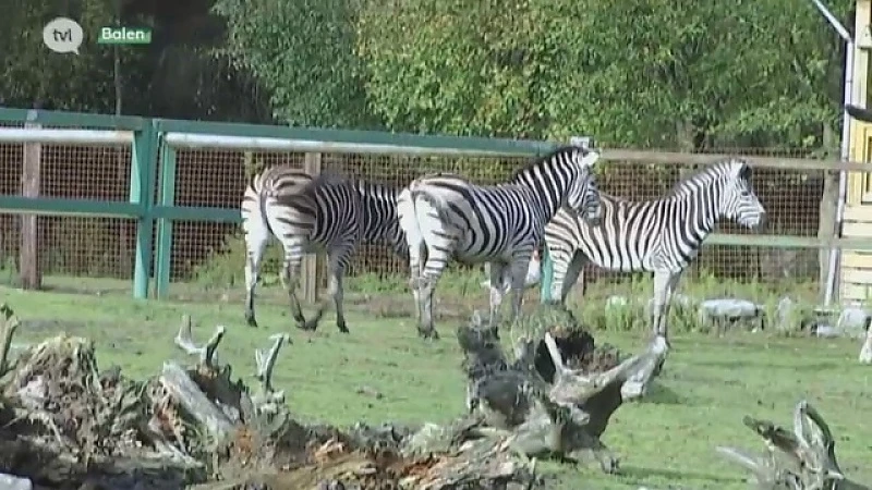 Wat verandert er in de Olmense Zoo? 'Een beetje onkruid wieden en we gaan zaterdag gewoon weer open'